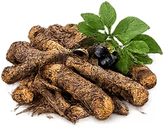 Priapus Gel — eleuterococo / ginseng siberiano (Acanthopanax senticosus)